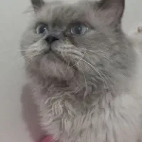 پرشین نر|گربه|تربت جام, شاد|دیوار