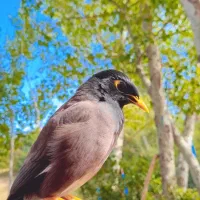 مرغ مینا گم شده اسمش برکس خیلی دستیه وعاشق مامانمه