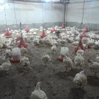 کالا برگ مرغ زنده قنبرپور