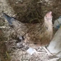 مرغ و خروس|حیوانات مزرعه|اهواز, کوروش|دیوار