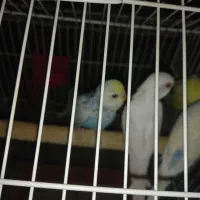 پرند فنچ‌ مرغ عشق کبوتر|پرنده|مرودشت, پشت سایپا‎|دیوار