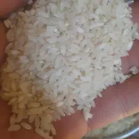 برنج کامفیروزی