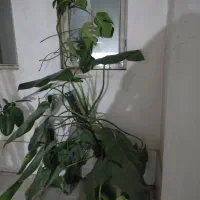 برگ انجیری و گوش گرگی