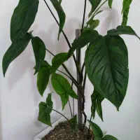 گل خرگوشی با گلدان