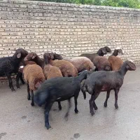 ماده توقلی افشار