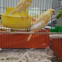 جفت قناری روی تخم