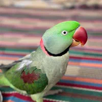شاه طوطی گمشده