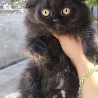 توله گربه نژاددار|گربه|شیراز, تندگویان|دیوار