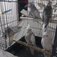 عروس هلندی آلبینوخالص ایزابلا لوتینوگلباقالی سخنگو|پرنده|شهریار, شهرک بهاران (ویره)|دیوار