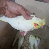 جوجه سرلاکی|پرنده|شوشتر, |دیوار