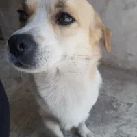 سگ پاکوتاه
