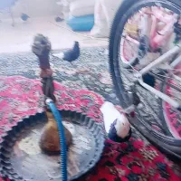 شاوور