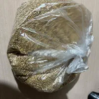 مرغ‌عشق‌نر‌سالم|پرنده|مریوان, |دیوار