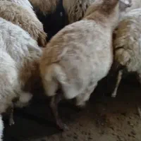 گوسفند|حیوانات مزرعه|قشلاق دشت, |دیوار