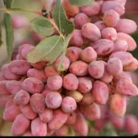 فروش زمین پسته ای اکبری و احمد اقایی