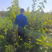 نـهـالهـای استاندارد / باردهی واقعی|خدمات باغبانی و درختکاری|کرج, کرج نو|دیوار