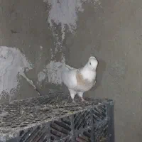 کبوتر طوقی|پرنده|دلبران, |دیوار