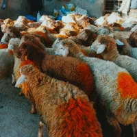 گوسفند زنده /بره نرینه کم شکم گوشت دار سراسر تهران