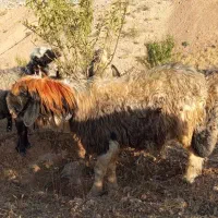 قوچ نرمیش|حیوانات مزرعه|ناغان, |دیوار