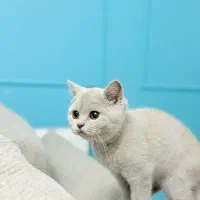 گربه بریتیش رنگ خواص لی لاک