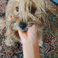 سگ پودل تریر|سگ|کرمان, |دیوار