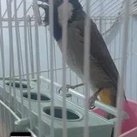 بلبل گم شده توی محدوده خیابان طالقانی