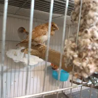 فنج زبرا|پرنده|صدرا-فارس, فاز ۱|دیوار