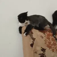 بچه گربه