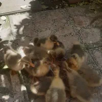 جوجه غاز و جوجه گلپایگانی