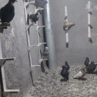 کبوتر|پرنده|رفسنجان, |دیوار