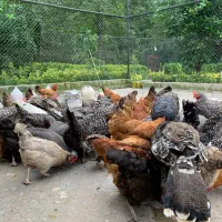 نگهداری از حیوانات ونگهداری و نظافت