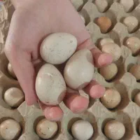 تخم پرنده جوجه کشی