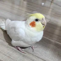 عروس هلندی جفت و باهوش