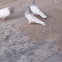 کبوتر کله دار|پرنده|خسروشاه, |دیوار