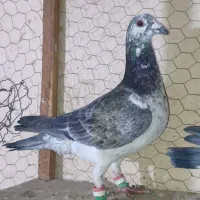 کفتر،المانی