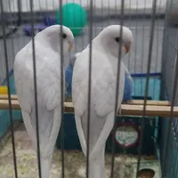 فروش 2تا جوجه مرغ عشق|پرنده|بوشهر, |دیوار