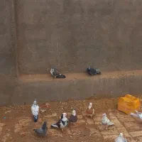 کبوتر|پرنده|جعفرآباد, |دیوار