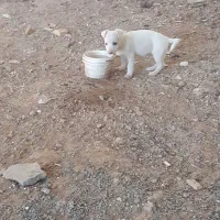 واگذاری توله فیندو نر ۱۰۰روزه از بهترین نسل و نژاد