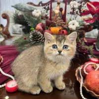 بریتیش و اسکاتیش گلد سیلور چینچیلا چاکلت