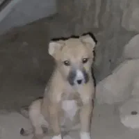 گمشده