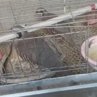 بلدرچین|پرنده|سیب و سوران, |دیوار