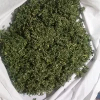 شنبلیله خشک