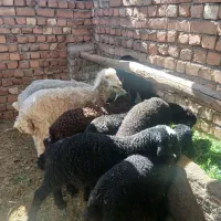 ۸راس بره خرج خور