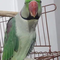 شاه طوطی|پرنده|قائم‌شهر, |دیوار