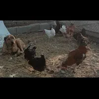 سگ ماده سرابی کانال درجه یک سه سالشه|سگ|باقرشهر, |دیوار