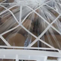 کیوی شما را خریداریم|خدمات باغبانی و درختکاری|تالش, هشتپر|دیوار