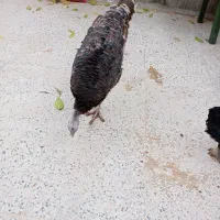 بوقلمون سالم و سرحال مشتری واقعی تماس بگیره