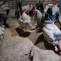 خروس درجه ۱