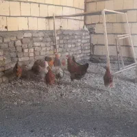 جوجه مرغ