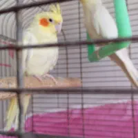 دو عدد عروس هلندی ماده به شرط سلامت|پرنده|صومعهسرا, |دیوار